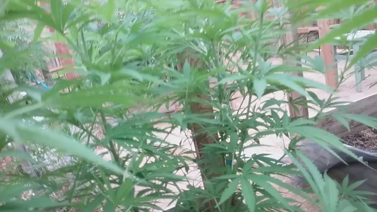 Mr. Nice Walkabout Outdoor SoCal Cannabis grow 2018 vol. 1