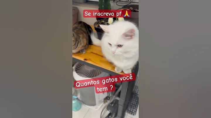 Watch the video about Ela perdeu o casaco #funny #pets #catcomedy #catvideos #gatos #gatosbrancos #cat #gatoquefala