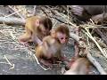 Baby playing with fallen tree