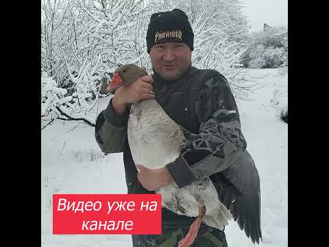 ГУСЬ в АФГАНСКОМ