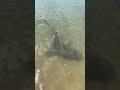 #shark #alligator