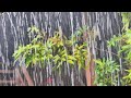 Heavy Monsoon Rain in a Tropical Garden  Nature Ambience