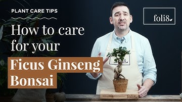 Ficus Ginseng Bonsai Plant Care 🌿 Ficus microcarpa @ foli8