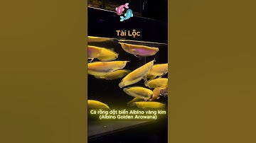 🧬🐲 “Đột Biến Gen Tạo Ra Siêu Phẩm Cá Rồng Albino!#shortsvideo