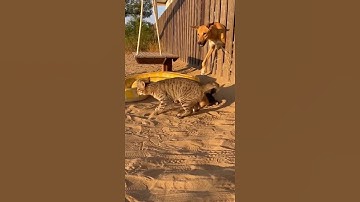 Handheld Footage Of Mother Cat Defending Her Young From A Python And A Barking Dog