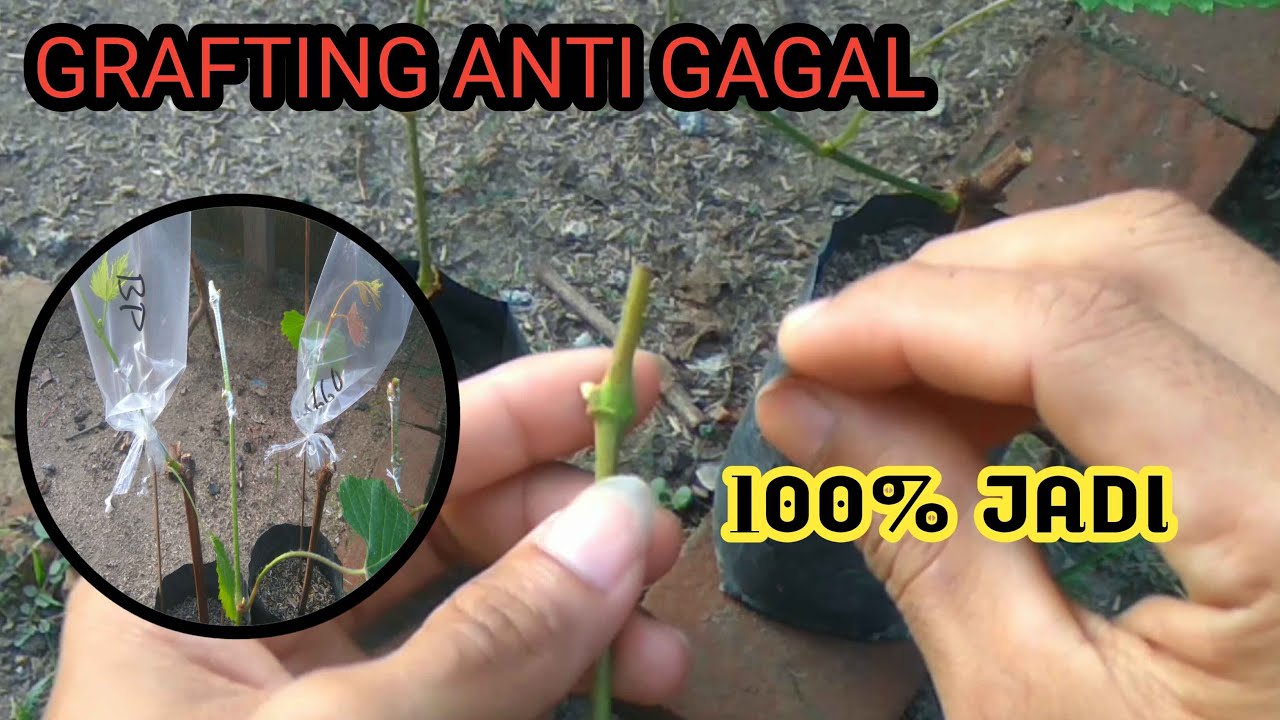 Grafting Anggur Anti Gagal | Sambung pucuk Anggur cara baru | 100% berhasil #grafting