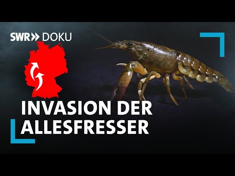 Wie Kalikokrebse die Artenvielfalt bedrohen - die invasive Gefahr | SWR Doku