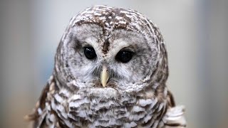 Owl abandoned by parents becomes Blandford 'Wildlife Ambassador'