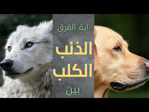 فيديو: 10 الحيوانات الأليفة الذين فقدوا كرامتهم