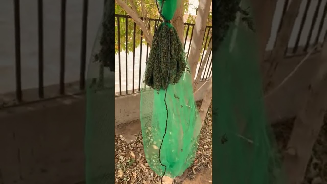 تسكين طرد نحل بادوات بسيطة#طرد#نحل_عسل