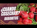 &quot;Cosecha temprana vs. cosecha tardía de Rabanitos: ¿Cuál es la mejor opción?&quot;Huerto Facil Y Familiar