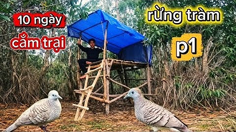  Thử thách 10 ngày cắm trại tìm kiếm thức ăn sống sót trong khu rừng tràm | camping 