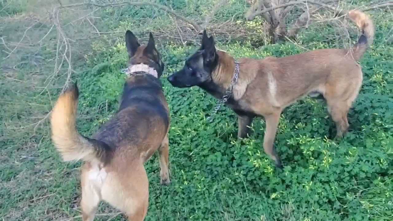 Malinois dogs need constant stimulation to maintain their health