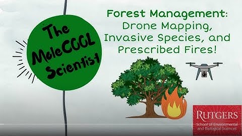 Forest Management | Drone Mapping, Invasive Species, and Prescribed Fires