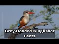 Grey headed kingfisher  facts