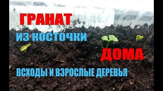 Домашний гранат.Гранат всходы из косточкек и взрослые гранаты дома