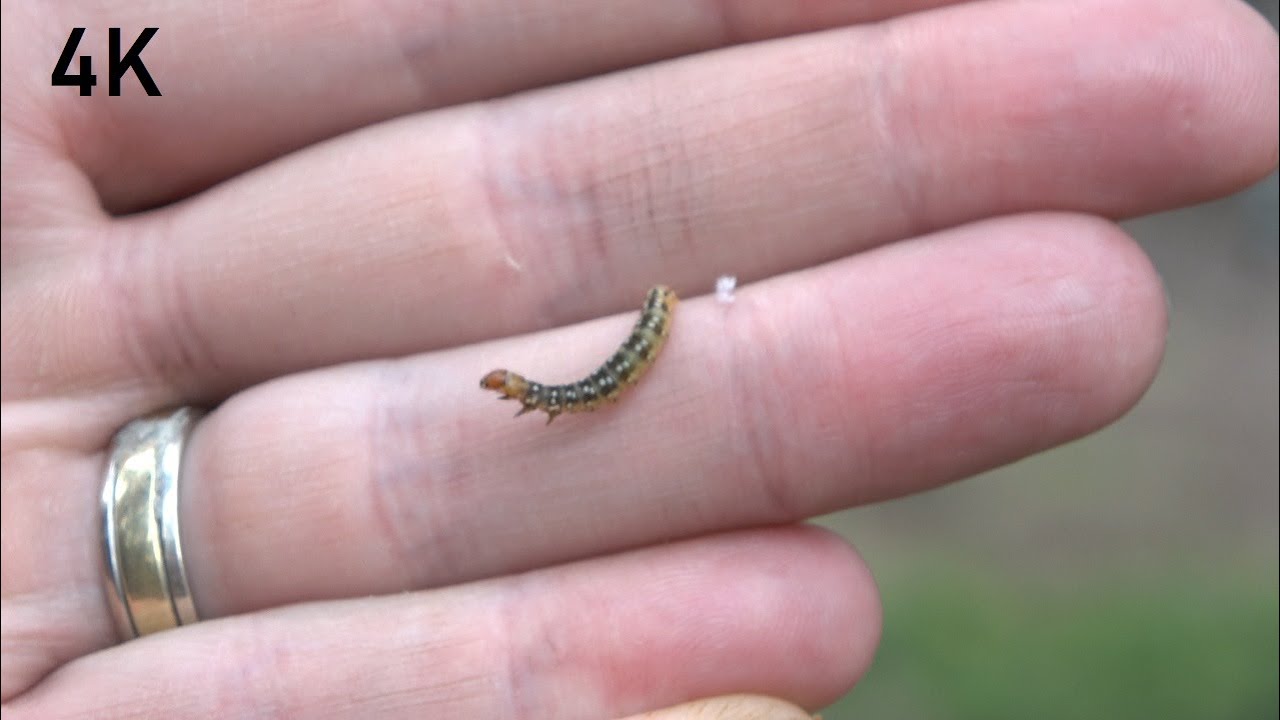 Budworm (4K) - Episode 30