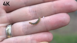 Budworm (4K) - Episode 30