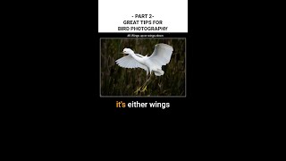 Great Tips for Bird Photography: Part 2