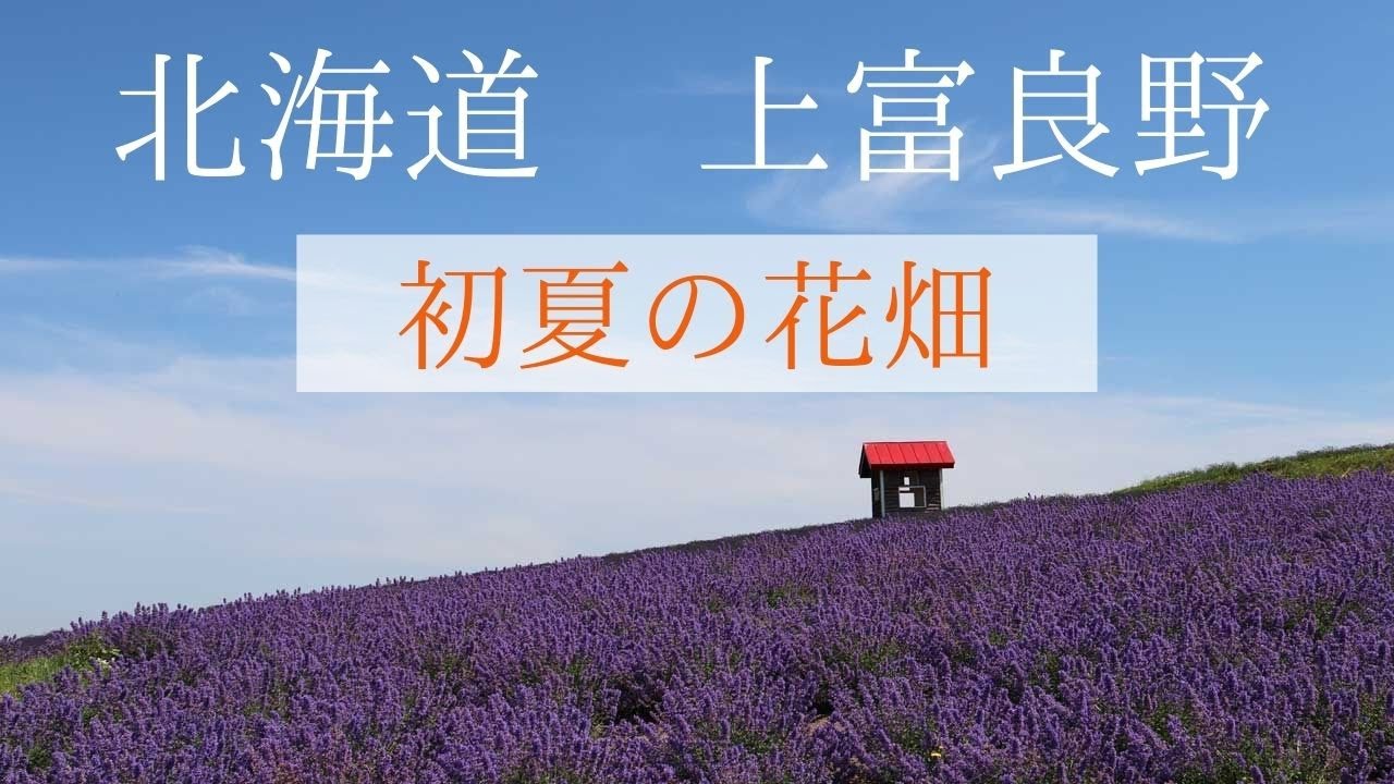 富良野観光物語 Vol 247 北海道 北の国から 上富良野初夏の花畑 ラベンダー ルピナス Youtube 富良野観光物語 Vol 247 北海道 北の国から 上富良野初夏の花畑 ラベンダー ルピナス Youtube