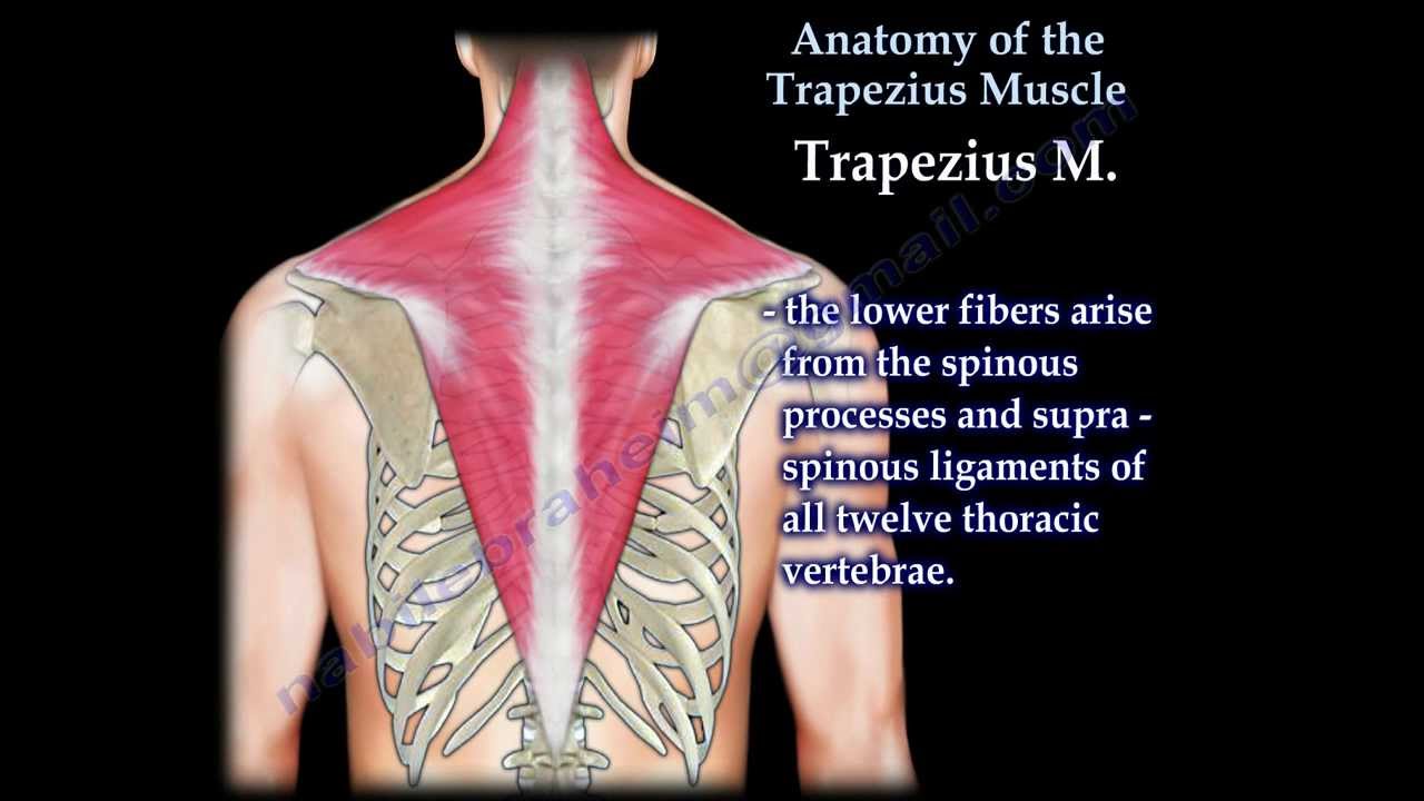 Anatomy Of The Trapezius Muscle - Everything You Need To Know - Dr