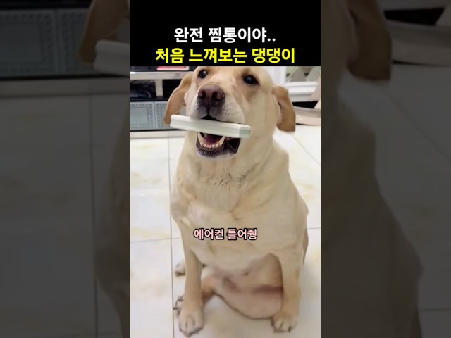 완전 찜통이야.. 얼음물 처음 느껴보는 댕댕이
