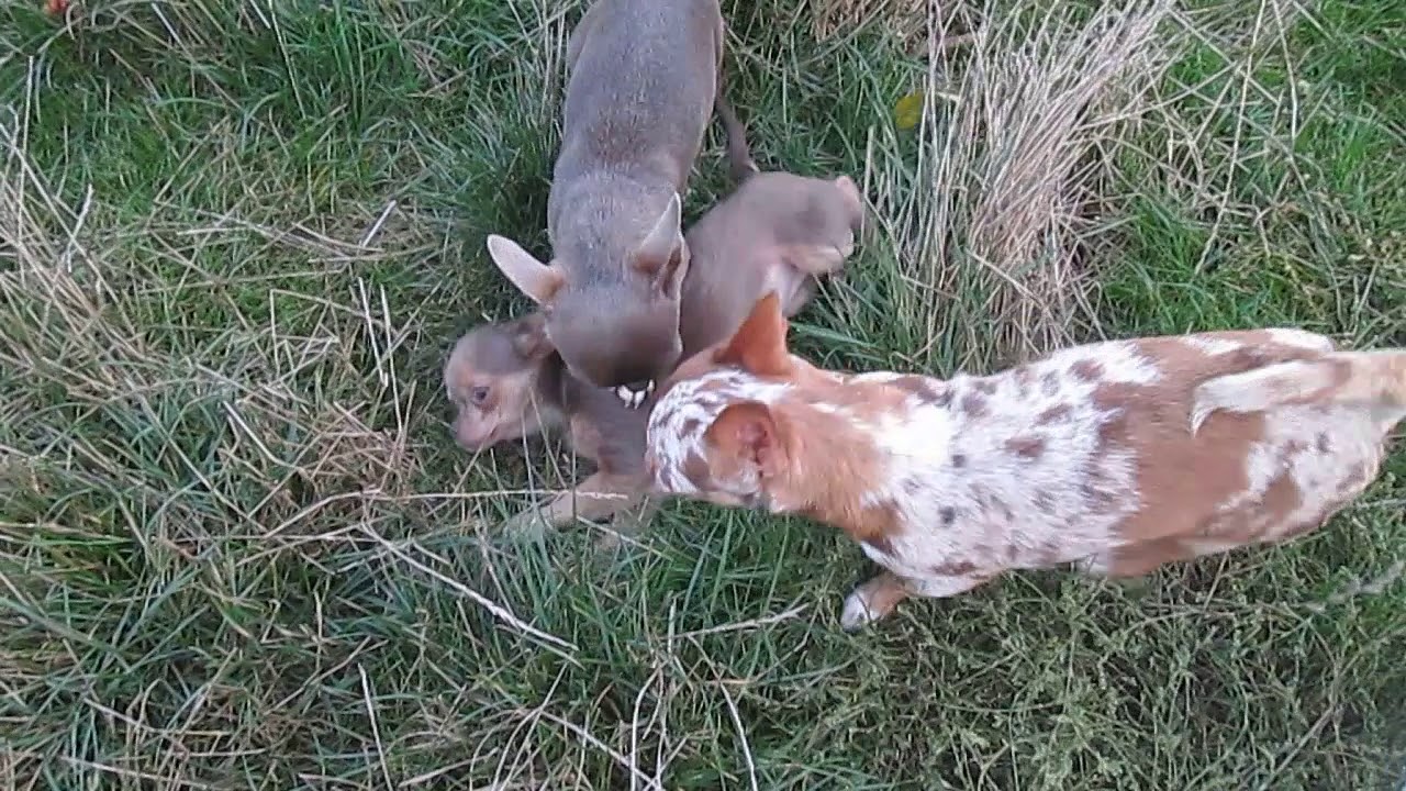 Lilac Longhair Female Chihuahua Youtube