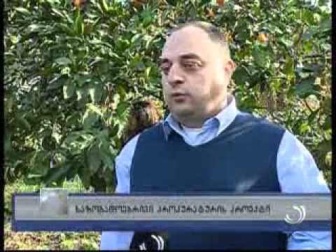 საზოგადოებრივი პროკურატურის პროექტი