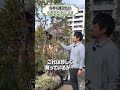 【超オススメ!】お庭の雰囲気を劇的に変える植木!ガーデンデザイナーイチオシ3選を紹介!