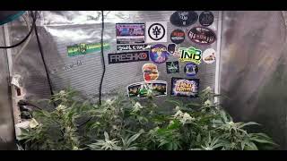 GROW TENT FLOWERING