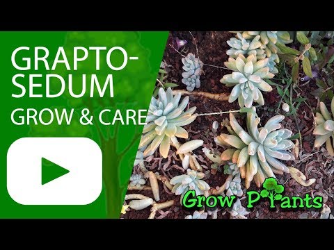 Graptosedum - grow and care