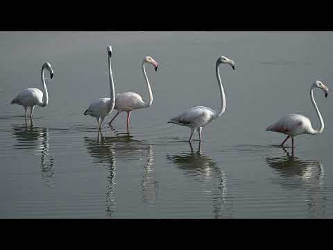 Ras al khor wildlife sanctuary at Dubai