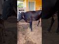 19 de fevereiro #fazenda #gado #agro #vaca  de 2026#fazenda #agro #fy