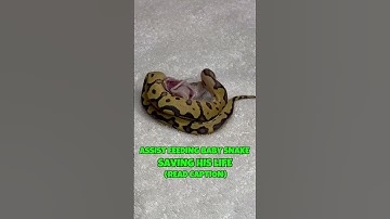 ASSIST FEEDING BABY BALL PYTHON TO SAVE HIS LIFE