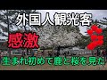 外国人観光客🦌感激！生まれ初めて鹿と桜を見た🌸奈良公園