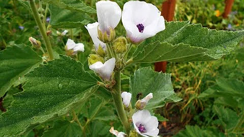 Marshmallow: Medicinal Benefits