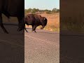 Bison crosses hwy 49 in morning light. WMWR 10/22/25