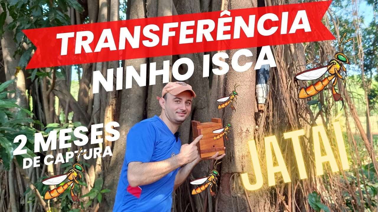 TRANSFERÊNCIA ABELHA JATAÍ / CAPTURA DE 2 MESES NO NINHO ISCA. (ASF)