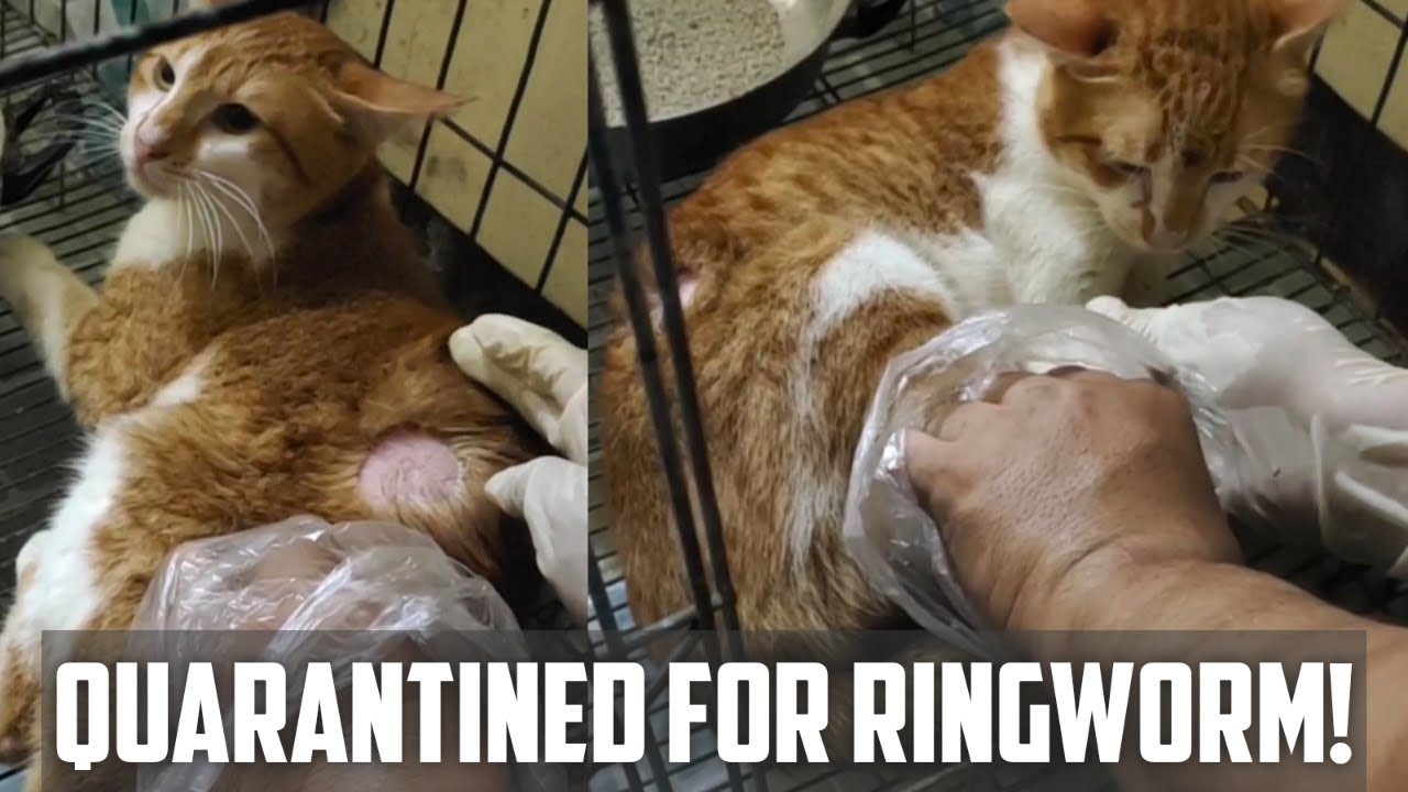 Reunited Cat Gets Quarantined for Ringworm Tips to Protect Yourself