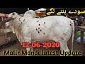 Malir Cow mandi Latest upadte 12-07-2020 || mandi ||ملیر گائے منڈی