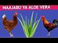 USINUNUE TENA DAWA ZA DUKANI TUMIA ALOEVERA KUTIBU HAYA Ufugaji Wa Kuku USINUNUE TENA DAWA ZA DUKANI TUMIA ALOEVERA KUTIBU HAYA Ufugaji Wa Kuku