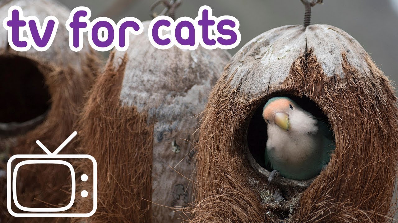 entertainment videos for cats and dogs to watch mice Movies for Cats! Garden Birds Footage For Cats and Kittens!