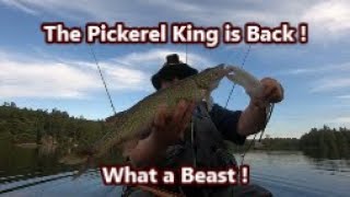 The Pickerel King is back once more