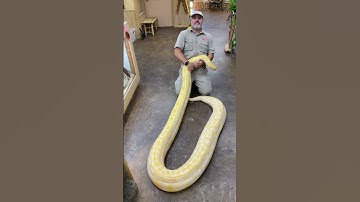 GARGATUAN Albino Burmese Python!!🐍😱🤩