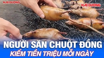 Người săn chuột đồng kiếm tiền triệu mỗi ngày