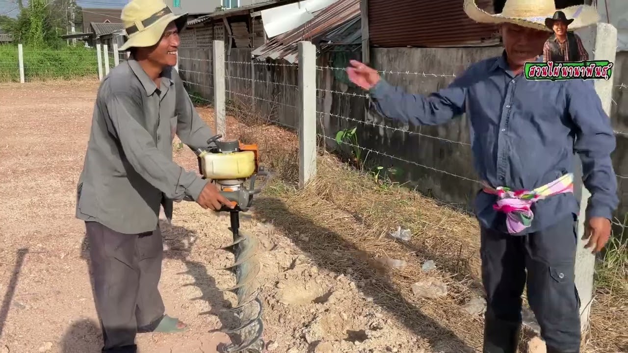 ไผ่หลอด… ปลูกทำรั้วในเมือง แบบประหยัด แบบนี้ก้อทำได้ !!