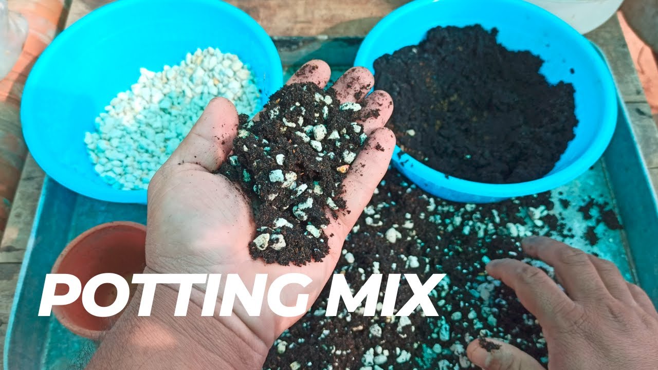 Best Potting Mix for Succulents, Cactus and Haworthia Green Rooftop 