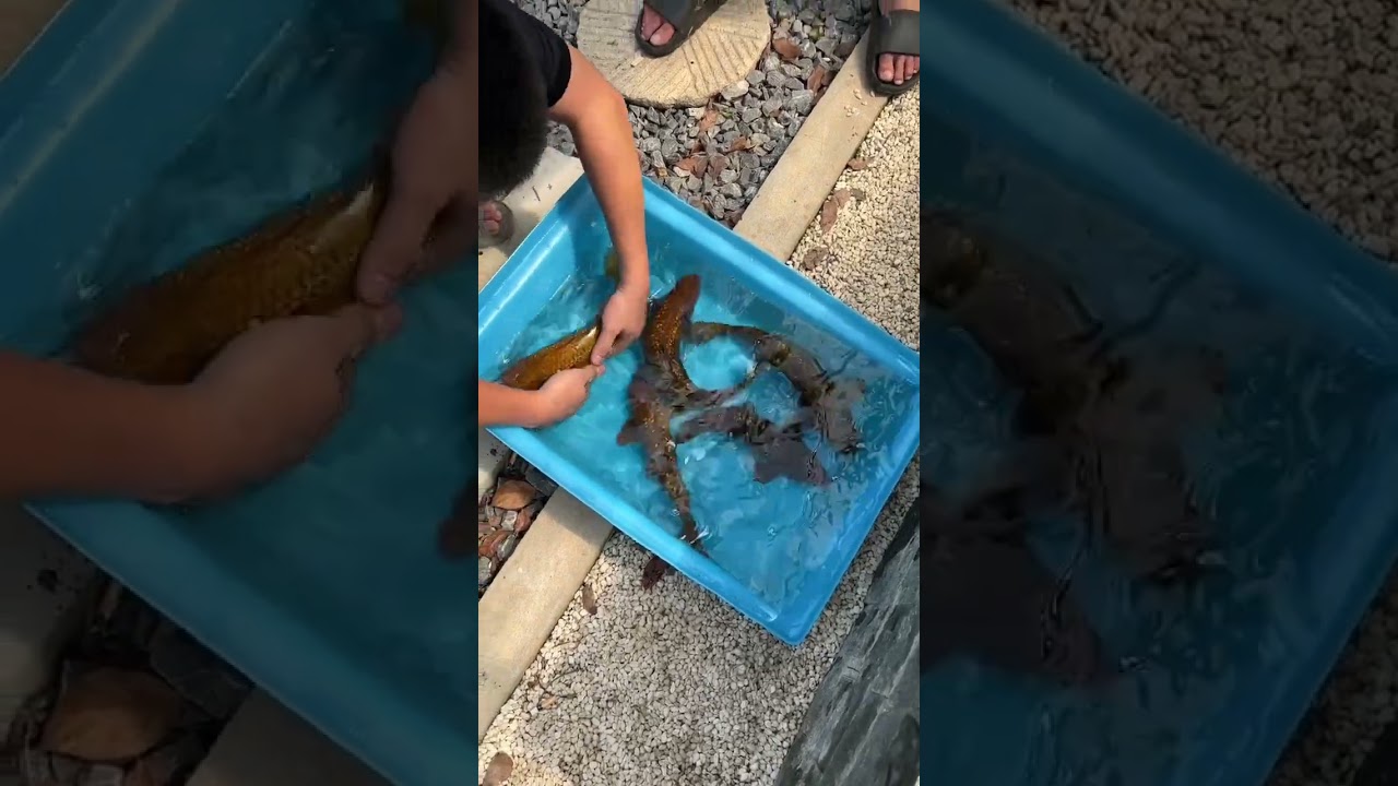 Chagoi 35 cm có hơn củ ạ