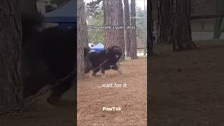 funny dogs 😱😭 #shorts #funny #dog