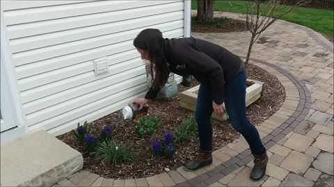 how to  protect your spring flowering bulbs from deer and rabbits